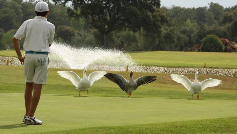 Lauro Golf